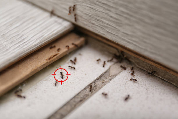 Best Mosquito Control Services  in Waterloo, IN