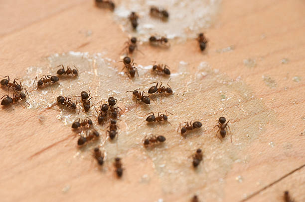 Pest Control for Restaurants in Waterloo, IN