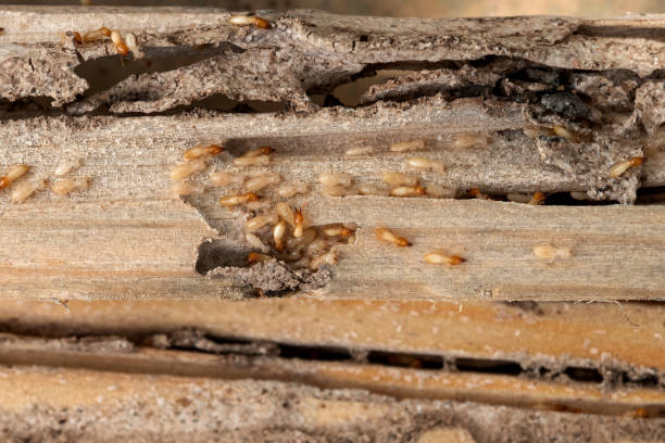 Best Termite Control Services  in Waterloo, IN